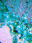 Elementy, które możesz obejrzeć pod mikroskopem Levenhuk LabZZ M101
