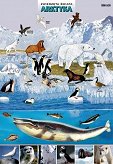 Arktyka - zwierzęta w środowisku