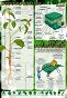 Budowa rośliny, proces fotosyntezy
