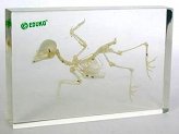 Ptak - szkielet