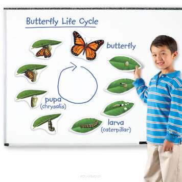 Cykl rozwojowy motyla magnetyczny