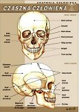 Czaszka człowieka - anatomia człowieka