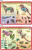 Płazy, gady, ssaki, ptaki - anatomia. Zestaw 30 Podkładek