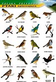 Ptaki śpiewające - polska przyroda