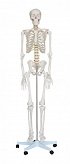Szkielet człowieka 170 cm