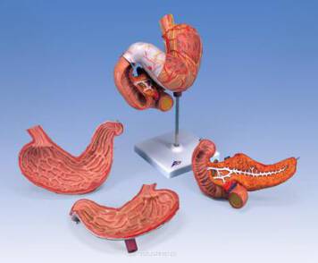 Model przedstawia zewnętrzną strukturę żołądka oraz jego anatomię w przekroju (przednia ściana zdejmowana). 