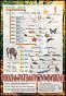Zoologia zestaw 39 plansz dydaktycznych