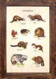 Zwierzęta IV tablica edukacyjna